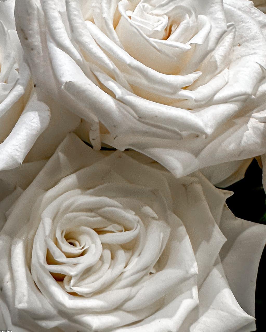 Soft & Sympathy
